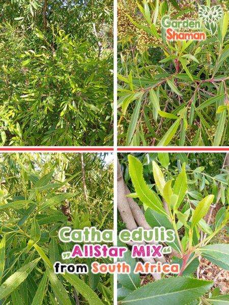 Catha edulis – immergrüner Strauch mit glänzend grünen, lanzettlichen Blättern, jung rötlich gefärbt, im warmen Sonnenlicht