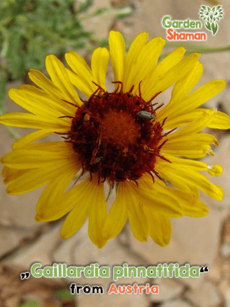 GardenShaman.eu - Gaillardia pinnatifida seeds Samen, Rotkuppelkonkardenblume