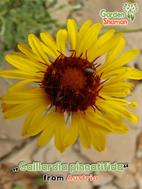GardenShaman.eu - Gaillardia pinnatifida semillas Semillas, Cúpula roja coneflower