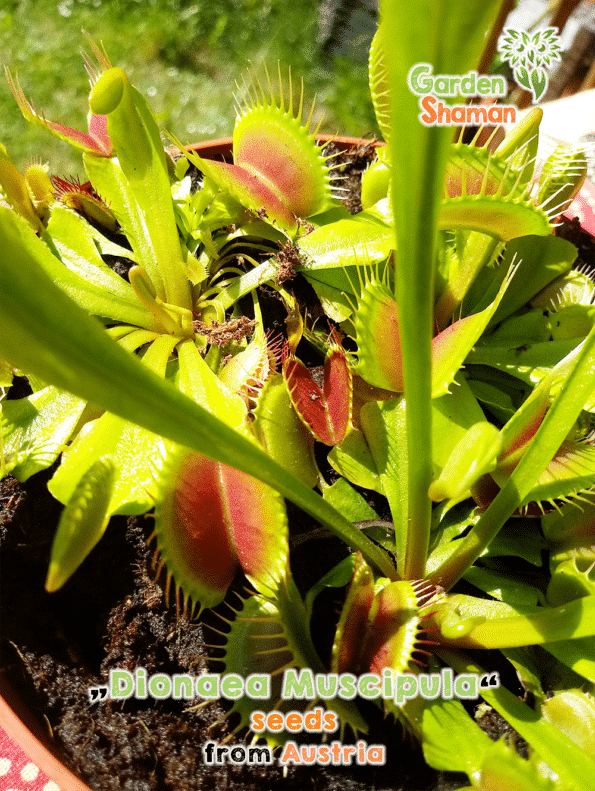gardenshaman_Dionaea-muscipula_seeds2.png