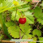 gardenshaman_Fragaria-vesca_fraise des bois.jpg