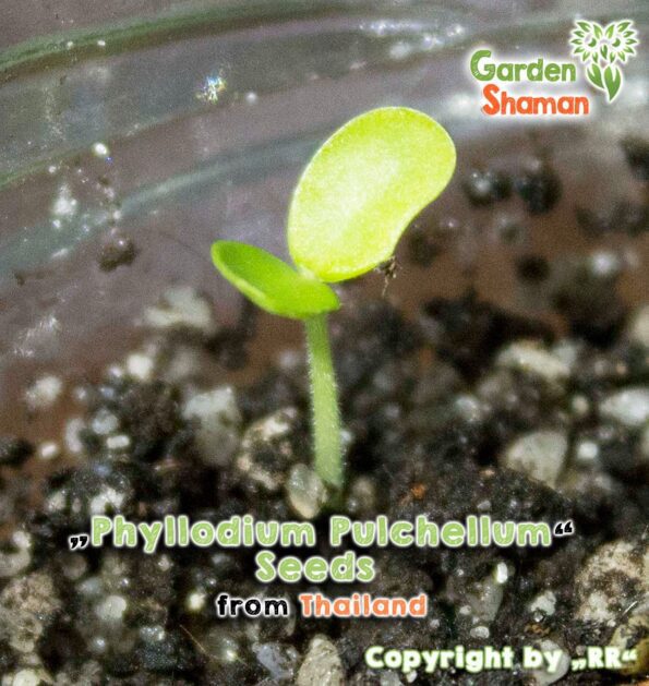 gardenshaman_Phyllodium-pulchellum_seeds_06.jpg