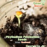 gardenshaman_Phyllodium-pulchellum_seeds_02.png