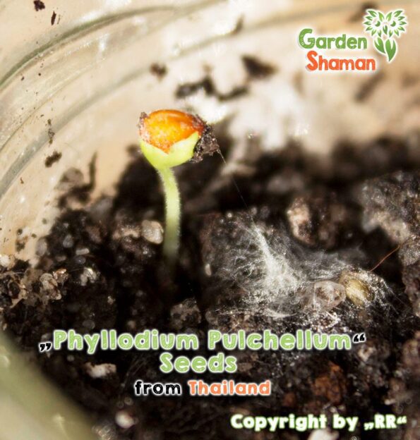 gardenshaman_Phyllodium-pulchellum_seeds_07.jpg