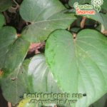 jardin_banisteriopsis_caapi_chayahuita_ayahuasca-1.png