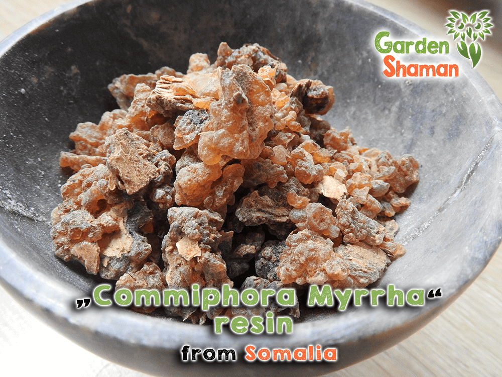 Myrrh Essential Oil Commiphorra Myrha Somalia 