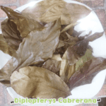 gardenshaman_diplopterys_cabrerana_dried_leaves.png