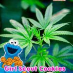 gardenshaman_hanfsamen_girl_scout_cookies.jpg
