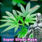 gardenhaman_hemp_seed_super_silver_haze_02.jpg