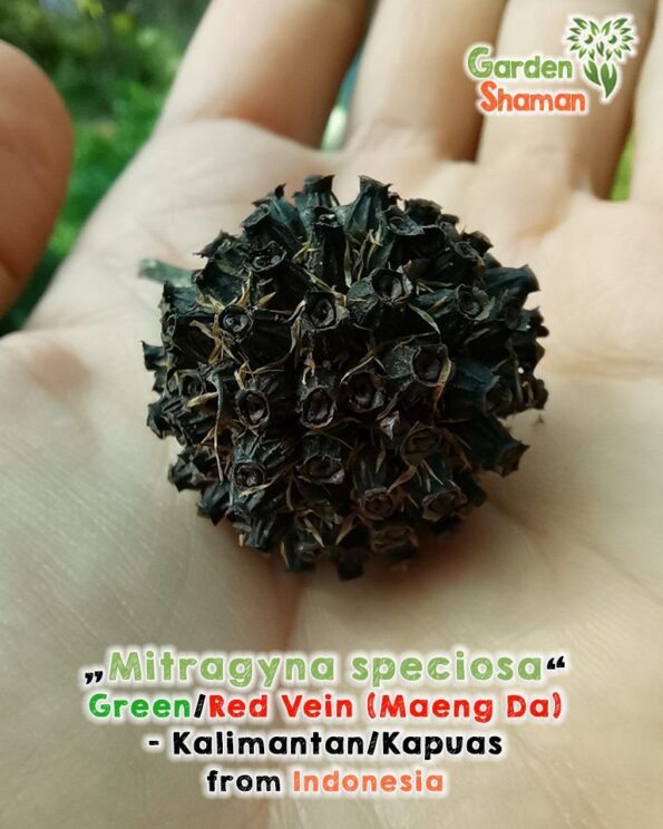 gardenshaman_kalimatan_red_green_horn_maeng_da_kalimantan_kapuas_2_seed_capsule.jpg