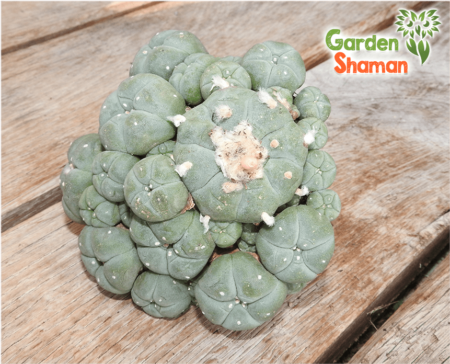 Peyote "Caespitosa" Cluster (Lophophora Williamsii) 12x12cm