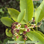 GardenShaman.eu - Sandalwood Seeds, Santalum album, Seeds