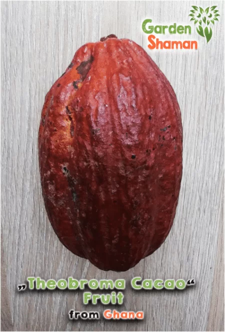 Frutos frescos de cacau (Theobroma cacao) da Colômbia com sementes de cacau germináveis