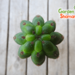 gardenhaman_trichocereus_echinopsis_lima_01-1.png