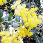 gardenshamanan_Queensland-Akazie_Acacia-podalyriifolia_samen.jpg
