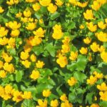 gardenshamanan_caltha_palustris_marsh marigold.jpg