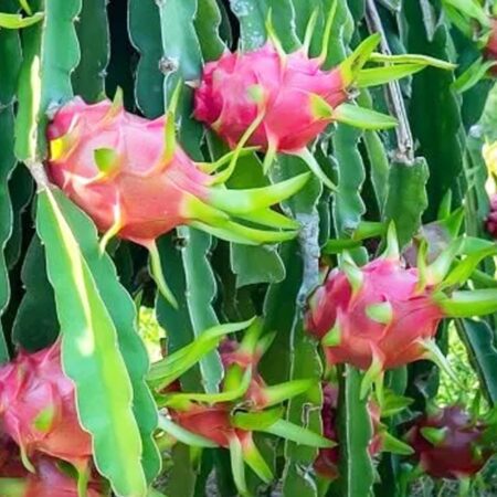 50 Samen der Eriocactus claviceps Sukkulenten,seeds succulents,G 