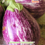 gardenshamaneu-Solanum-melongena-listada-de-gandia-.png