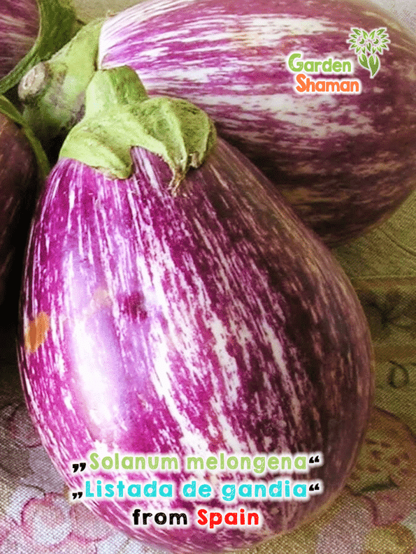 gardenshamaneu-Solanum-melongena-listada-de-gandia-.png