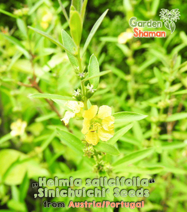 gardenshsman_Heimia-salicifolia_sinicuichi_seeds_02.png