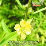 gardenshsman_Heimia-salicifolia_sinicuichi_seeds_03.png
