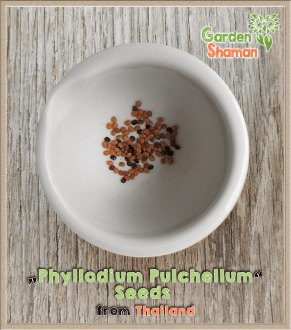 gardenshsman_Phyllodium-pulchellum_seeds.png