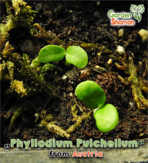 gardenshsman_Phyllodium-pulchellum_seeds_02.jpg