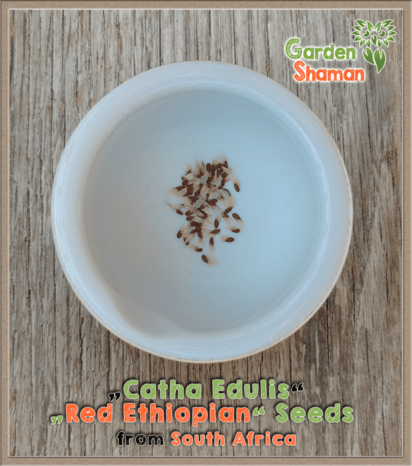 gardenshsman_catha_edulis_red_ethiopian_seeds.png