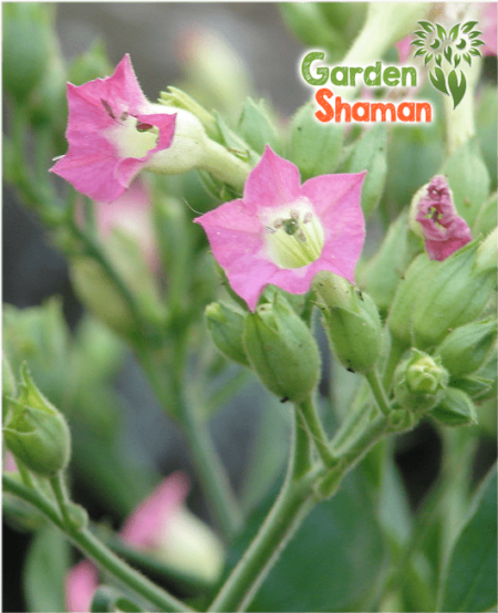 Sementes de tabaco da Virgínia (Nicotiana tabacum)