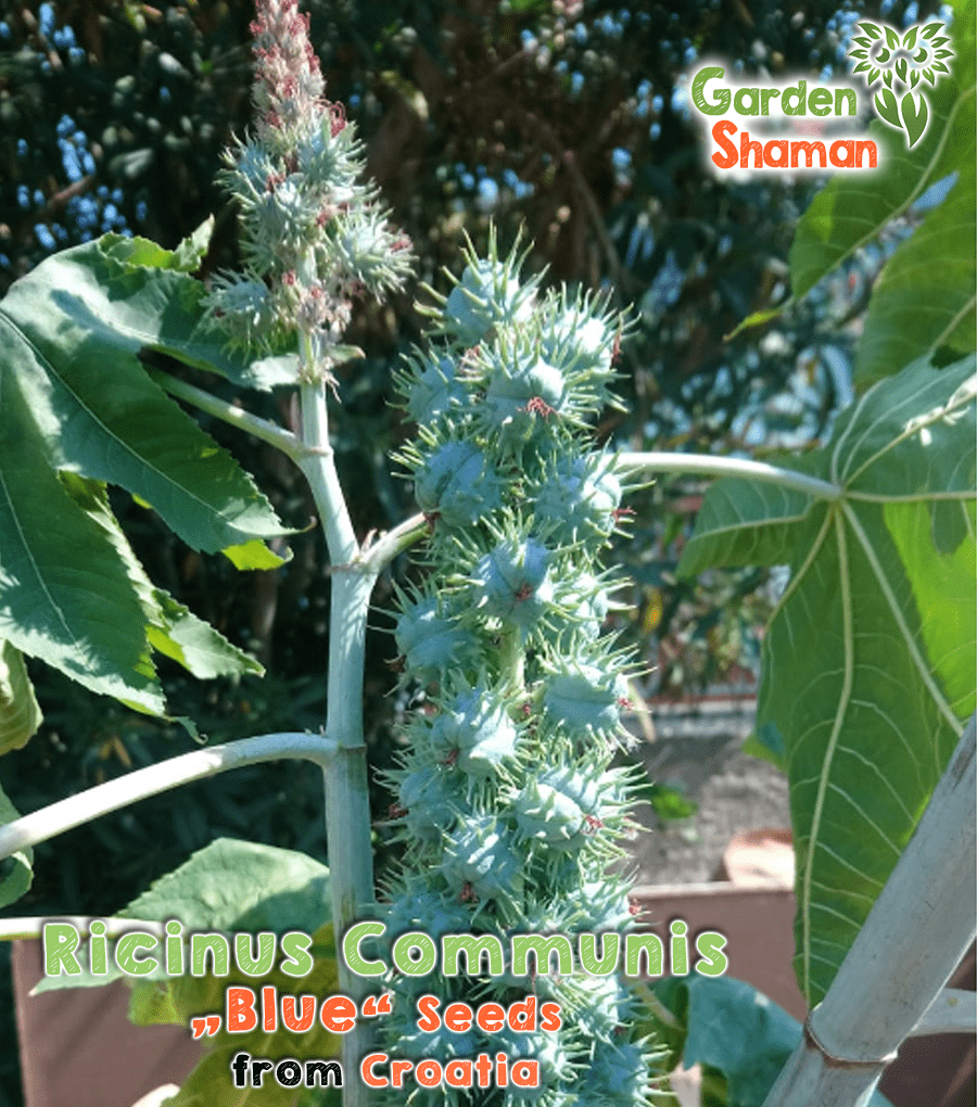 Wunderbaum (Ricinus communis) „BLUE“ – Samen -  - Your  source for rare plants, seeds, cacti and much more!