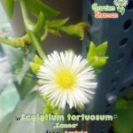 gardenshsman_sceletium_tortuosum_kanna_03.jpg