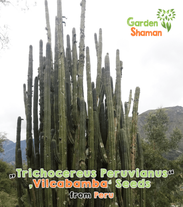 gardenshsman_trichocereus_peruvianus_vilcabamba_1.png