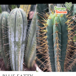 GardenShaman.eu - Blue Fatty x Espinoso, pachanoi, peruvianus, trichocereus, Samen, seeds