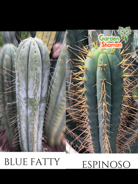 GardenShaman.eu - Blue Fatty x Espinoso, pachanoi, peruvianus, trichocereus, Semillas