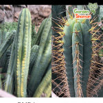GardenShaman.eu - Bubba x Espinoso, pachanoi, trichocereus, peruvians, Samen, seeds