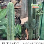 GardenShaman.eu - Megalodon x El Tirado, pachanoi, peruvianus semillas, semillas