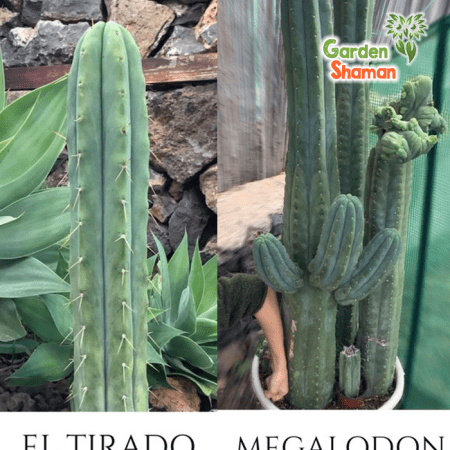 GardenShaman.eu - Megalodon x El Tirado, pachanoi, peruvianus seeds, Samen