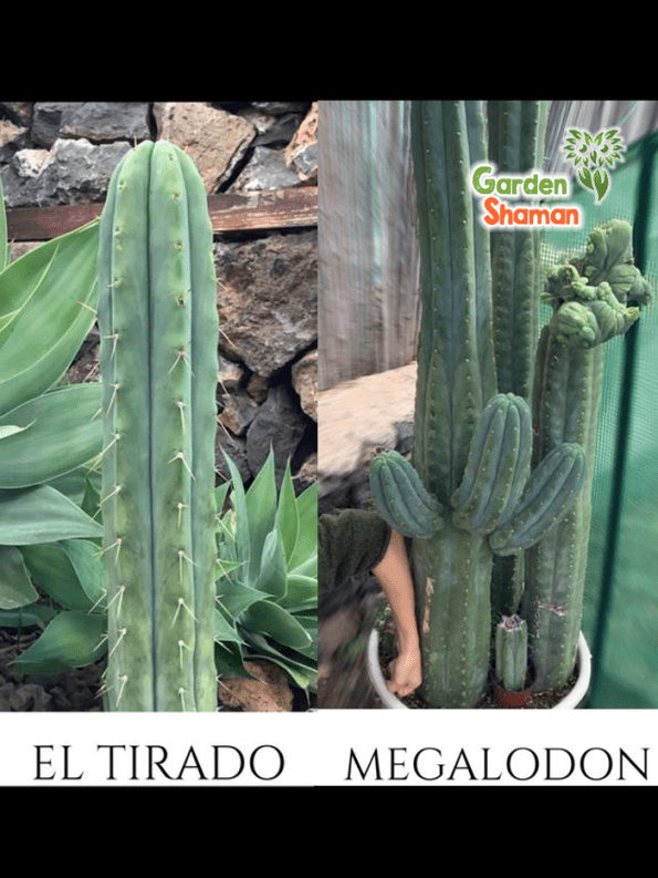 GardenShaman.eu - Megalodon x El Tirado, pachanoi, peruvianus semillas, semillas