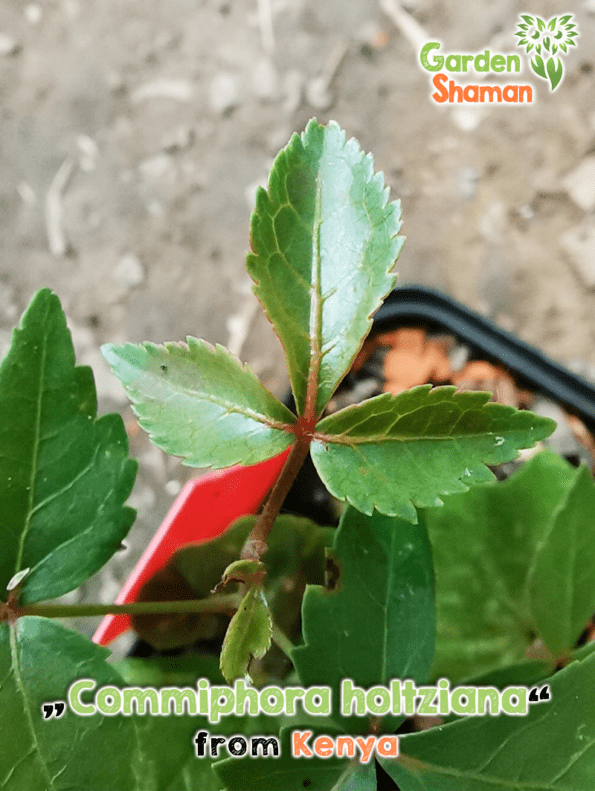 GardenShaman.eu - Commiphora holtziana, Kataf, semi