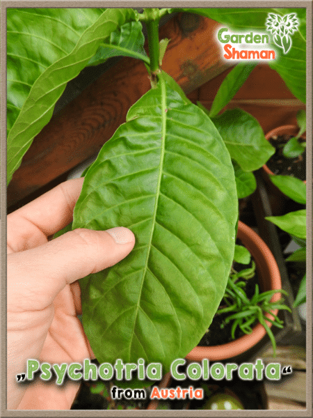 GardenShaman.eu - Psychotria colorata plants cuttings Pflanzen Stecklinge Chacruna