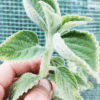 GardenShaman.eu - Australisches Zitronenblatt, Plectanthrus Mount Carbine, Steckling, cutting