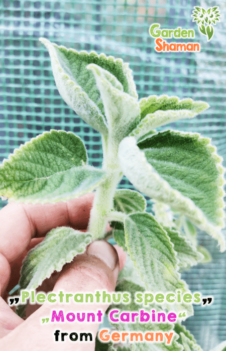GardenShaman.eu - Australian lemon leaf, Plectanthrus Mount Carbine, cuttings, cutting
