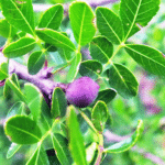 GardenShaman.eu - Semillas de Bursera fagaroides, Semillas