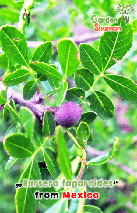 GardenShaman.eu - Semi di Bursera fagaroides, Sementi