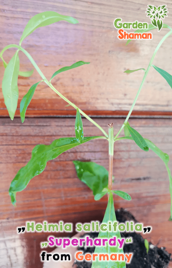 GardenShaman.eu - Heimia salicifolia - Superhardy Sinicuichi