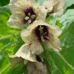 GardenShaman.eu - Hyoscyamus niger, Schwarzes Bilsenkraut, Samen, seeds