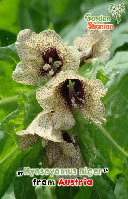 GardenShaman.eu - Hyoscyamus niger, Schwarzes Bilsenkraut, Samen, seeds