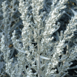 GardenShaman.eu - Silberraute, Artemisia ludoviciana, Samen, seeds