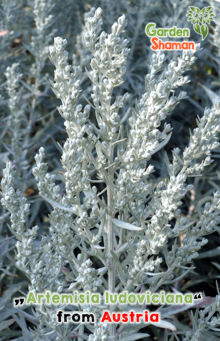 GardenShaman.eu - Silberraute, Artemisia ludoviciana, Samen, seeds