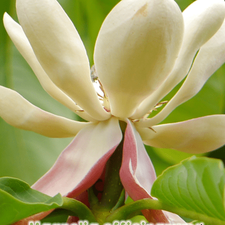 GardenShaman.eu - Magnolia officinarum biloba seeds Samen